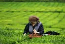 茶叶分类--茶叶生长与收获季节分类