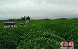 江西省重点布局五大茶叶产区至2020新万亩生态茶园