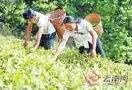 云南省政协对云茶产业发展的研究--促进产业深度整合创新云茶营销方式