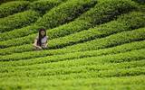 普洱茶市场: 茶叶价格飙升的厂家现金