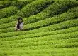 普洱茶市场: 茶叶价格飙升的厂家现金