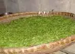 绿茶生产工艺介绍 