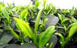 茶叶栽培知识与技术概论