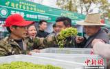 浙江安吉17万亩白茶正式开采绿叶交易市场火爆
