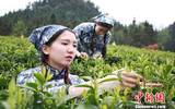 湖南安华红茶2017开茶业目标150亿元