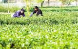 江西遂川: 茶叶产业为致富铺平了道路