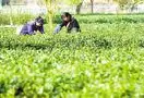 江西遂川: 茶叶产业为致富铺平了道路