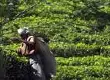斯里兰卡世界第三大茶叶生产国