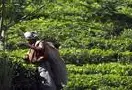 斯里兰卡世界第三大茶叶生产国