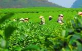 期望！云南5年来建设百年云茶产业, 增加茶树种植面积, 规划新旅游路线