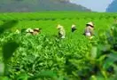 期望！云南5年来建设百年云茶产业, 增加茶树种植面积, 规划新旅游路线