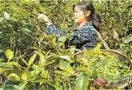 镇康县茶叶种植者正忙于采摘茶叶