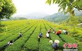 访问福建省安溪县: 如何保护茶叶大县茶叶产业的质量安全