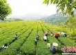 访问福建省安溪县: 如何保护茶叶大县茶叶产业的质量安全