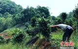 西双版纳50英亩非法侵占自然保护区茶树的栽培