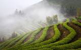 在中国, 茶文化的摇篮, 为什么福建享有茶乡的美誉