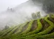 在中国, 茶文化的摇篮, 为什么福建享有茶乡的美誉