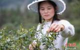 茶叶生产国主要在国内茶叶行业专家 