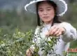 茶叶生产国主要在国内茶叶行业专家 