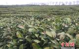 安徽省柳创茶业品牌提升农民素质, 丰富大众