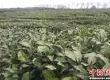 安徽省柳创茶业品牌提升农民素质, 丰富大众