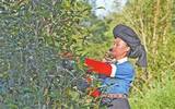茶叶产业带动农民增收