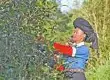 茶叶产业带动农民增收