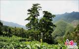 贵州、安徽茶叶企业对当代茶叶产业创新发展的探讨