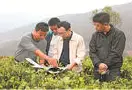 铸就法治, 保护一叶绿, 普洱古茶树资源保护条例的诞生