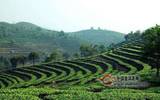 蒙海县建设茶业促进群众脱贫致富