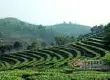 蒙海县建设茶业促进群众脱贫致富