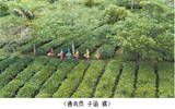 第十三届“茶博会”8月26日—28日普洱举办
