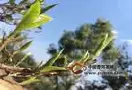 云南双江标准普洱茶生产经营