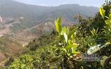 临港地区以茶叶为媒介的高原特色农业产业建设