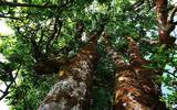 加强临港地区古茶树资源的保护与开发