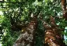 加强临港地区古茶树资源的保护与开发