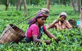印度正在向中国出售红茶, 希望到2020年实现3亿公斤出口目标