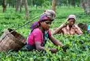 印度正在向中国出售红茶, 希望到2020年实现3亿公斤出口目标