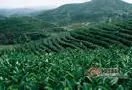 2022年云南有机茶园面积达到全国第一产值1200多万元